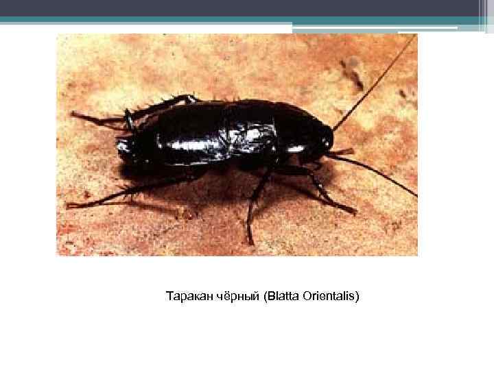 Таракан чёрный (Blatta Orientalis) 