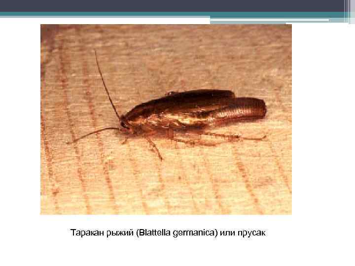 Таракан рыжий (Blattella germanica) или прусак 