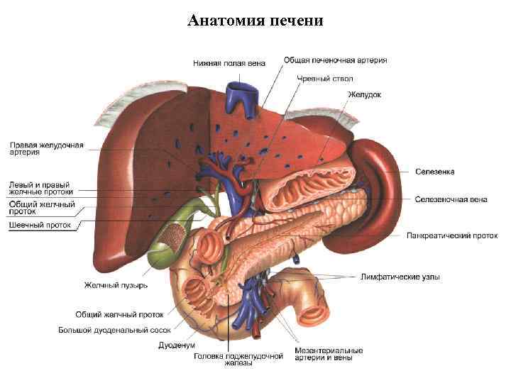 Анатомия печени 