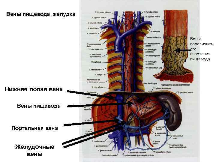 Вены пищевода , желудка Вены подслизистого сплетения пищевода Нижняя полая вена Вены пищевода Портальная