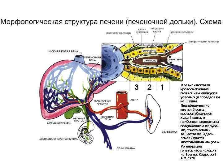 В зависимости от кровоснабжения гепатоциты ацинусов условно распределяют на 3 зоны. Периферические клетки 3