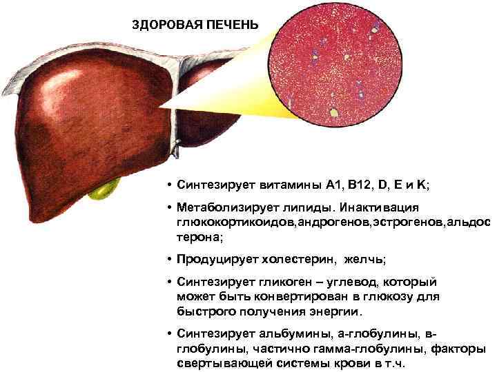 ЗДОРОВАЯ ПЕЧЕНЬ • Синтезирует витамины A 1, B 12, D, E и K; •