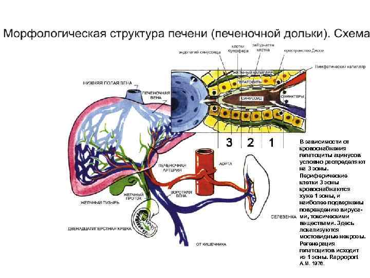 В зависимости от кровоснабжения гепатоциты ацинусов условно распределяют на 3 зоны. Периферические клетки 3