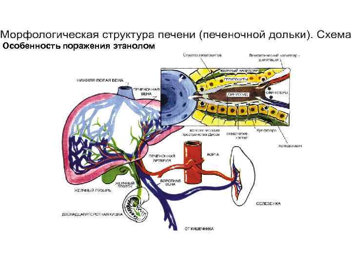 Особенность поражения этанолом 