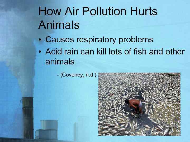 How Air Pollution Hurts Animals • Causes respiratory problems • Acid rain can kill