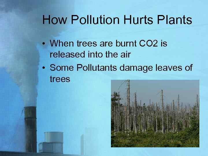 How Pollution Hurts Plants • When trees are burnt CO 2 is released into