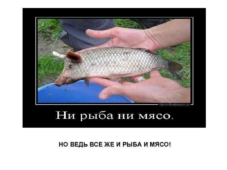 НО ВЕДЬ ВСЕ ЖЕ И РЫБА И МЯСО! 