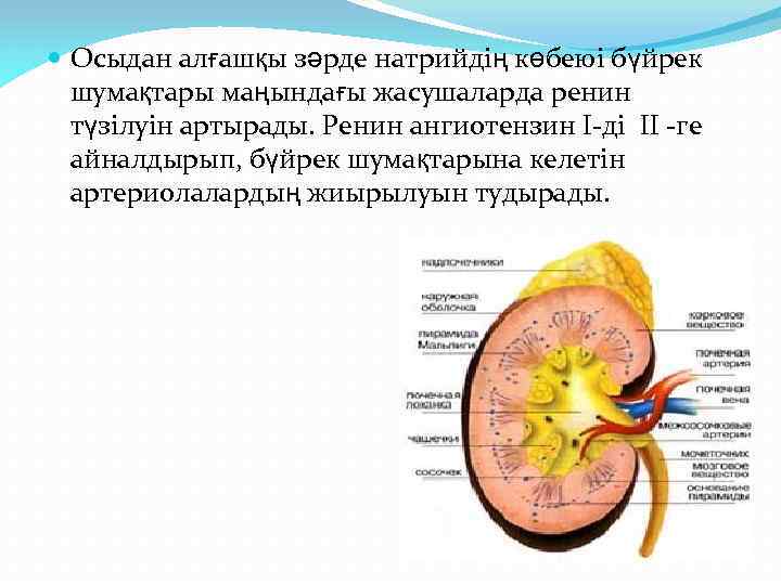  Осыдан алғашқы зәрде натрийдің көбеюі бүйрек шумақтары маңындағы жасушаларда ренин түзілуін артырады. Ренин