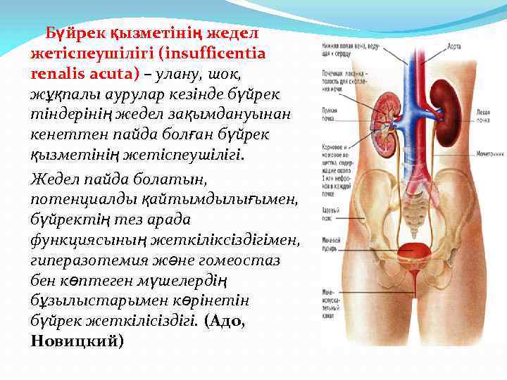 Бүйрек қызметінің жедел жетіспеушілігі (insufficentia renalis acuta) – улану, шок, жұқпалы аурулар кезінде бүйрек