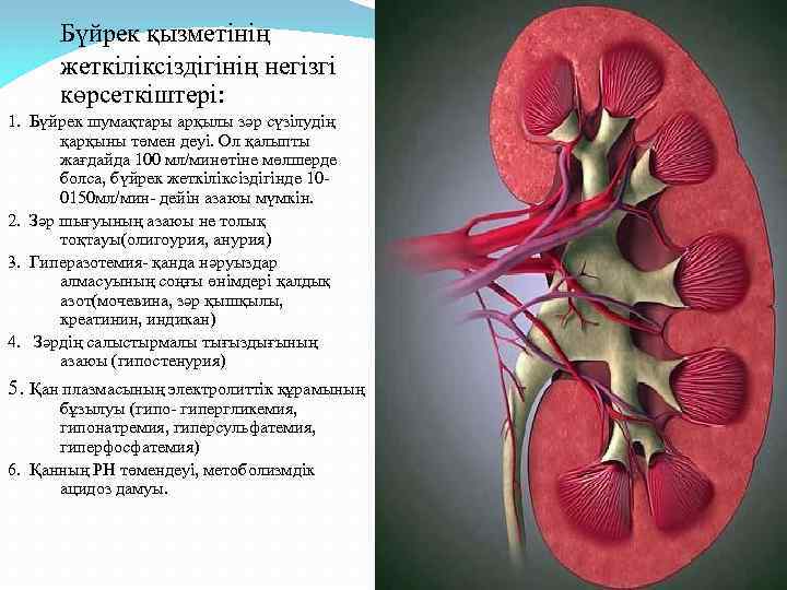 Бүйрек қызметінің жеткіліксіздігінің негізгі көрсеткіштері: 1. Бүйрек шумақтары арқылы зәр сүзілудің қарқыны төмен деуі.