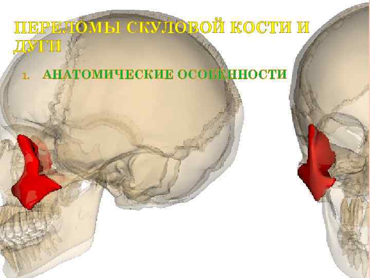 Скуловая кость анатомия картинки