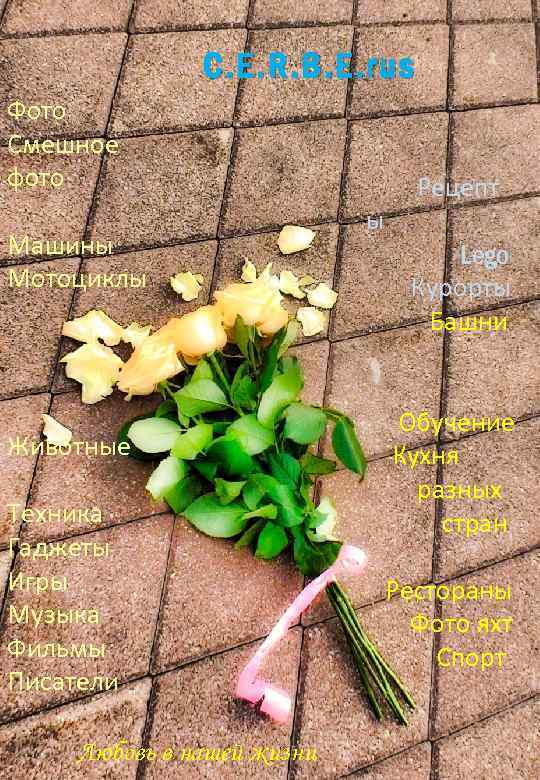 C. E. R. B. E. rus Фото Смешное фото Машины Мотоциклы Животные Техника Гаджеты