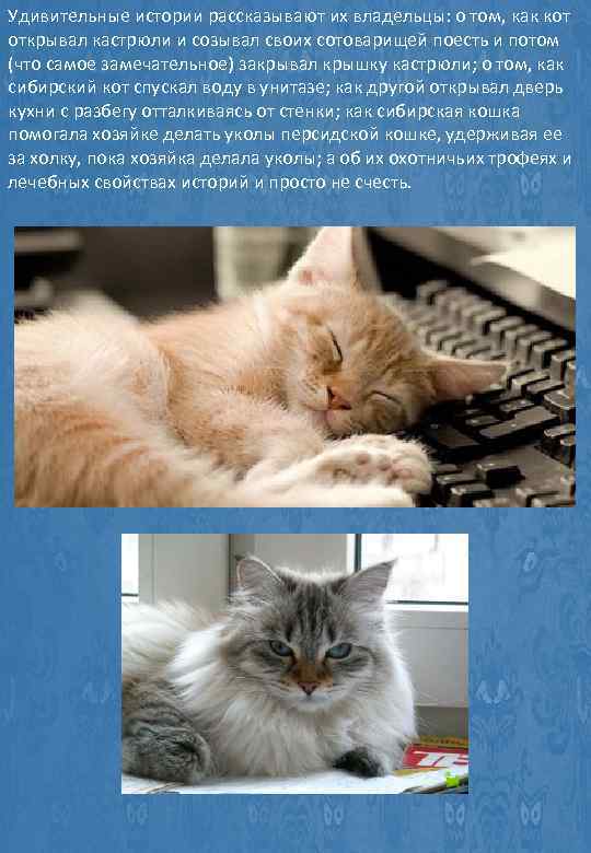 Удивительные истории рассказывают их владельцы: о том, как кот открывал кастрюли и созывал своих