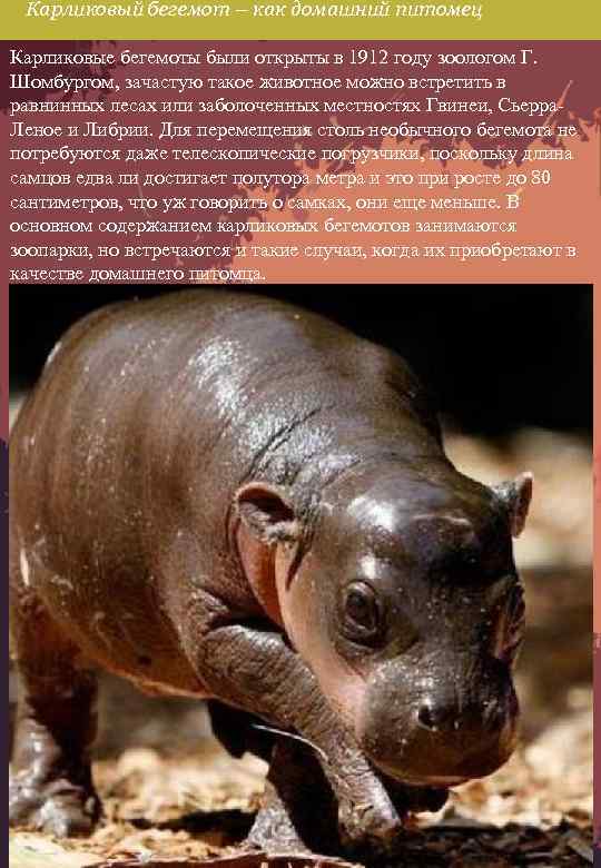 Карликовый бегемот – как домашний питомец Карликовые бегемоты были открыты в 1912 году зоологом