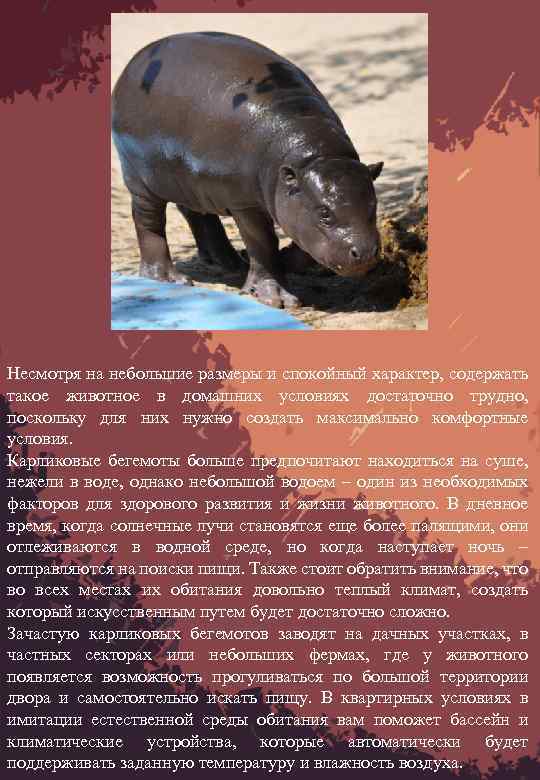 Несмотря на небольшие размеры и спокойный характер, содержать такое животное в домашних условиях достаточно