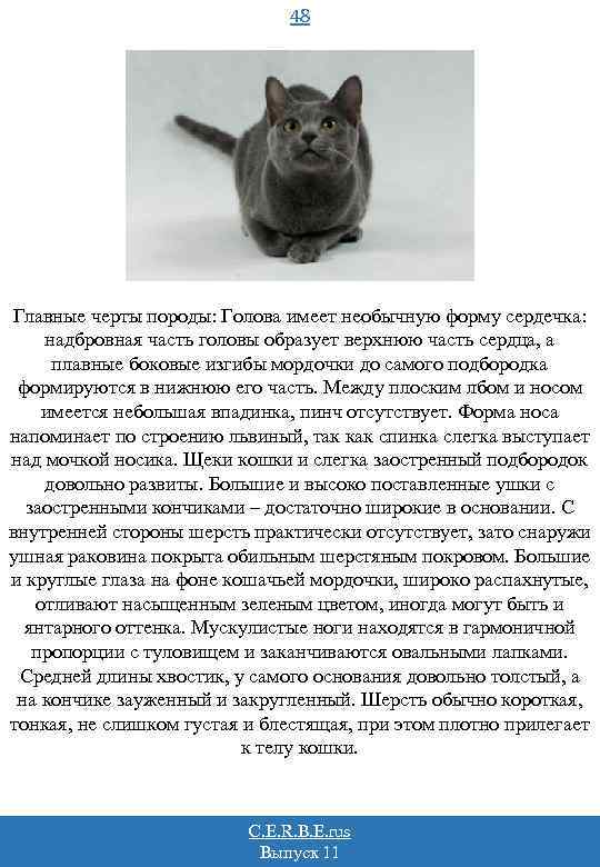 48 Главные черты породы: Голова имеет необычную форму сердечка: надбровная часть головы образует верхнюю