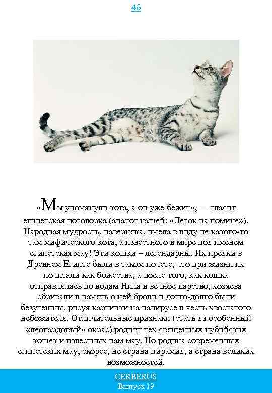 46 М « ы упомянули кота, а он уже бежит» , — гласит египетская