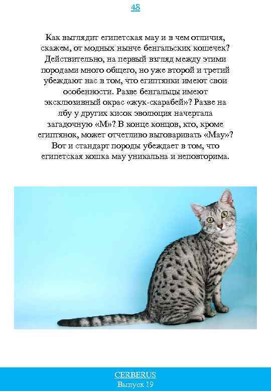 48 Как выглядит египетская мау и в чем отличия, скажем, от модных нынче бенгальских