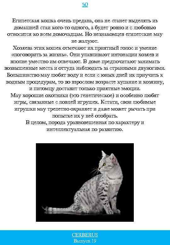 50 Египетская кошка очень предана, она не станет выделять из домашней стаи кого-то одного,