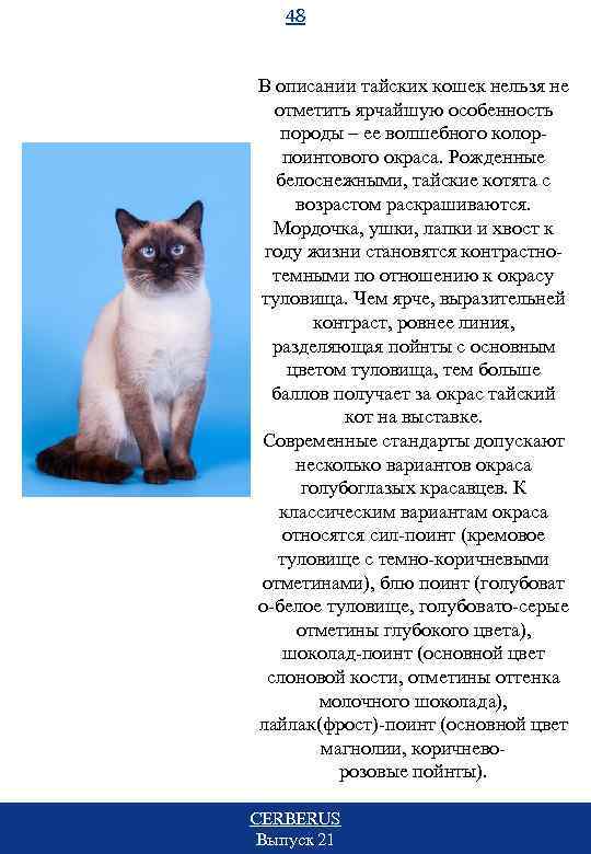 Описание характера кошки. Тайская кошка описание. Тайская кошка характеристика породы. Тайская кошка характеристика. Доклад о тайской кошке.