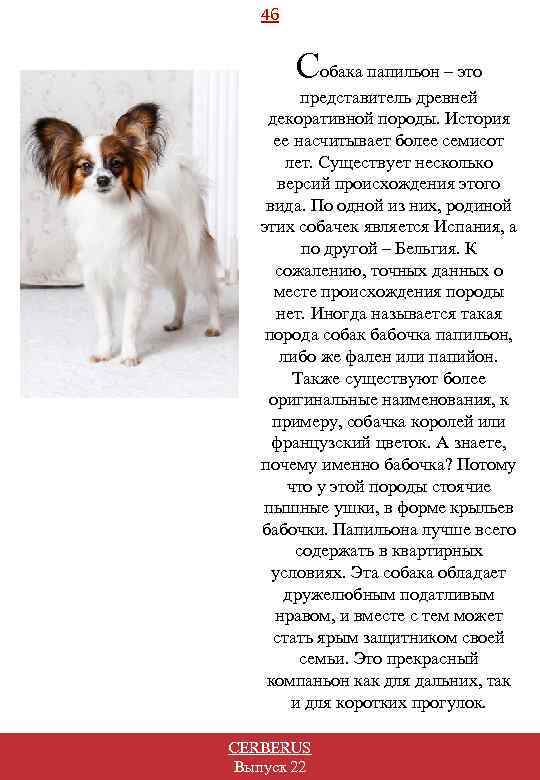 46 Собака папильон – это представитель древней декоративной породы. История ее насчитывает более семисот