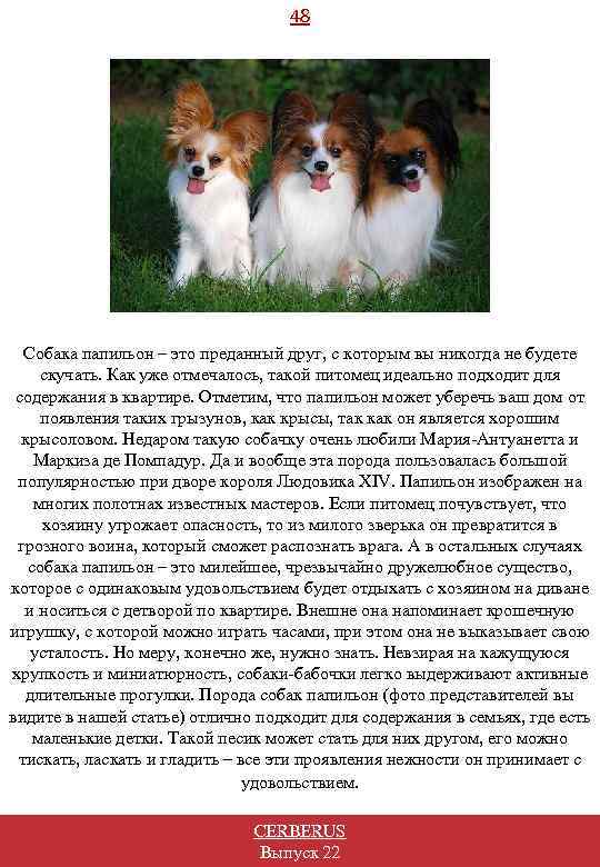 48 Собака папильон – это преданный друг, с которым вы никогда не будете скучать.