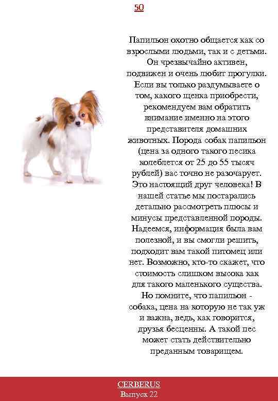 50 Папильон охотно общается как со взрослыми людьми, так и с детьми. Он чрезвычайно
