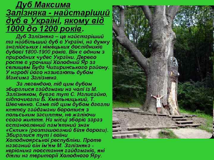 Дуб Максима Залізняка - найстаріший дуб в Україні, якому від 1000 до 1200 років.