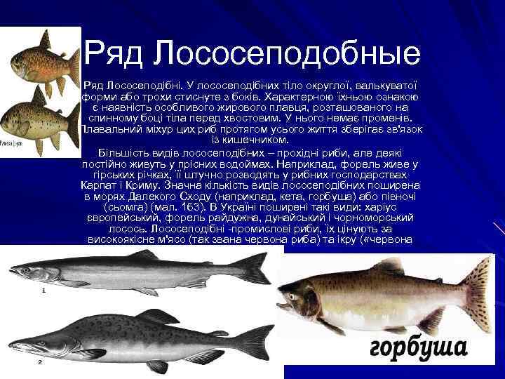 Ряд Лососеподобные Ряд Лососеподібні. У лососеподібних тіло округлої, валькуватої форми або трохи стиснуте з
