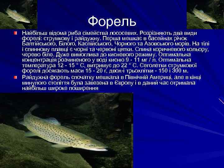 Форель Найбільш відома риба сімейства лососевих. Розрізняють два види форелі: струмкову і райдужну. Перша