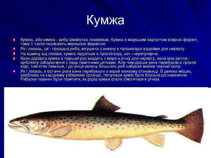 Кумжа, або кемжа - риба сімейства лососевих. Кумжа є морським варіантом озерної форелі, тому