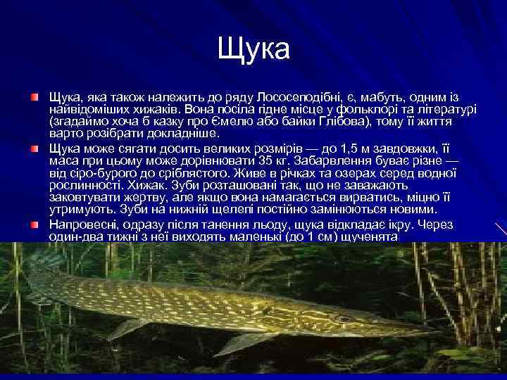 Щука, яка також належить до ряду Лососеподібні, є, мабуть, одним із найвідоміших хижаків. Вона