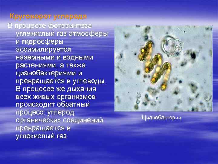  Круговорот углерода В процессе фотосинтеза углекислый газ атмосферы и гидросферы ассимилируется наземными и