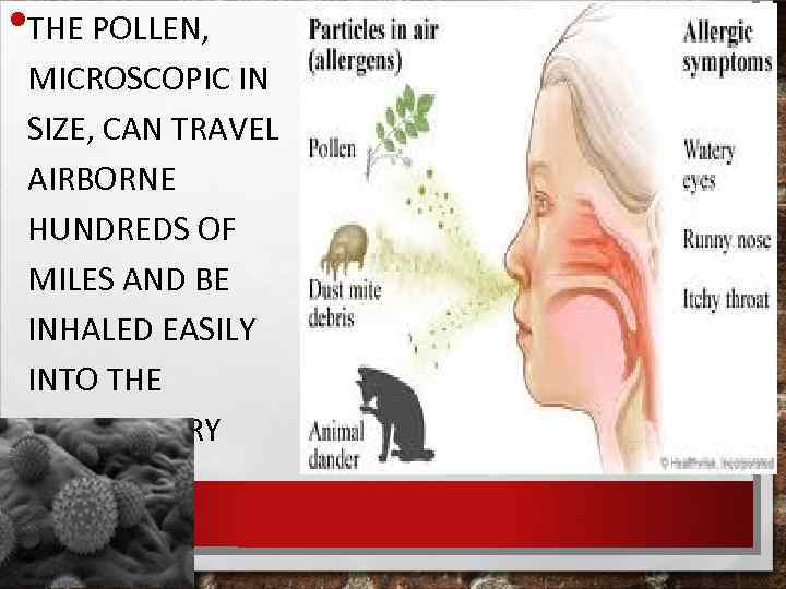  • THE POLLEN, MICROSCOPIC IN SIZE, CAN TRAVEL AIRBORNE HUNDREDS OF MILES AND