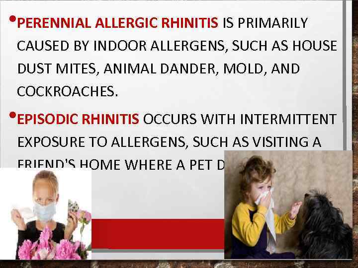  • PERENNIAL ALLERGIC RHINITIS IS PRIMARILY CAUSED BY INDOOR ALLERGENS, SUCH AS HOUSE