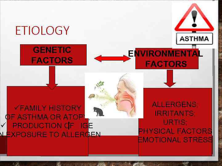 ETIOLOGY GENETIC FACTORS üFAMILY HISTORY OF ASTHMA OR ATOPY; ü PRODUCTION OF IGE N