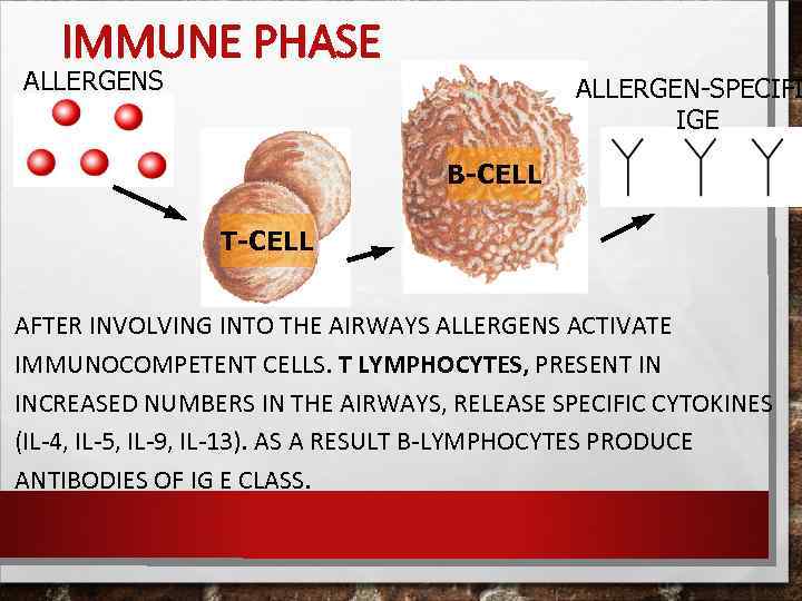 IMMUNE PHASE ALLERGENS ALLERGEN-SPECIFI IGE B-CELL T-CELL AFTER INVOLVING INTO THE AIRWAYS ALLERGENS ACTIVATE