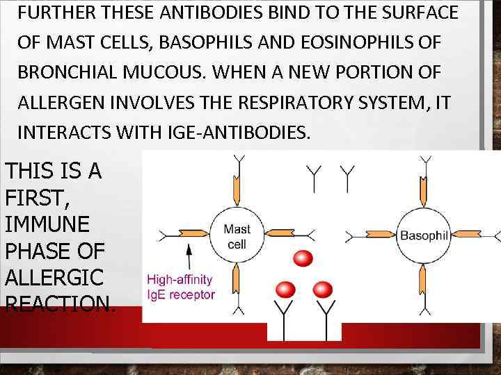 FURTHER THESE ANTIBODIES BIND TO THE SURFACE OF MAST CELLS, BASOPHILS AND EOSINOPHILS OF