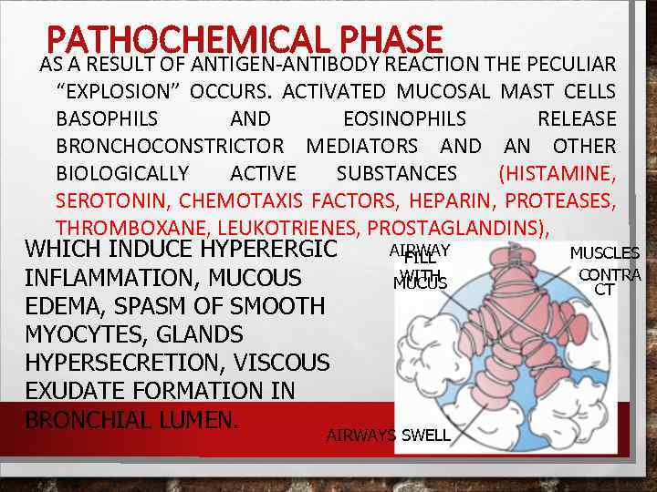 PATHOCHEMICAL PHASE AS A RESULT OF ANTIGEN-ANTIBODY REACTION THE PECULIAR “EXPLOSION” OCCURS. ACTIVATED MUCOSAL