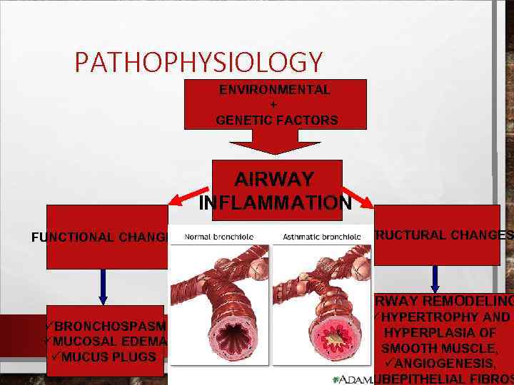 PATHOPHYSIOLOGY ENVIRONMENTAL + GENETIC FACTORS AIRWAY INFLAMMATION FUNCTIONAL CHANGES STRUCTURAL CHANGES AIRWAY REMODELING üBRONCHOSPASM