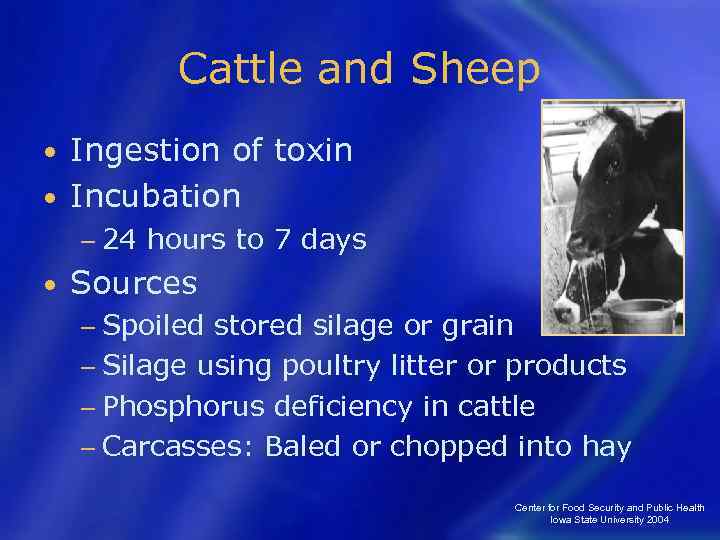 Cattle and Sheep Ingestion of toxin • Incubation • − 24 • hours to