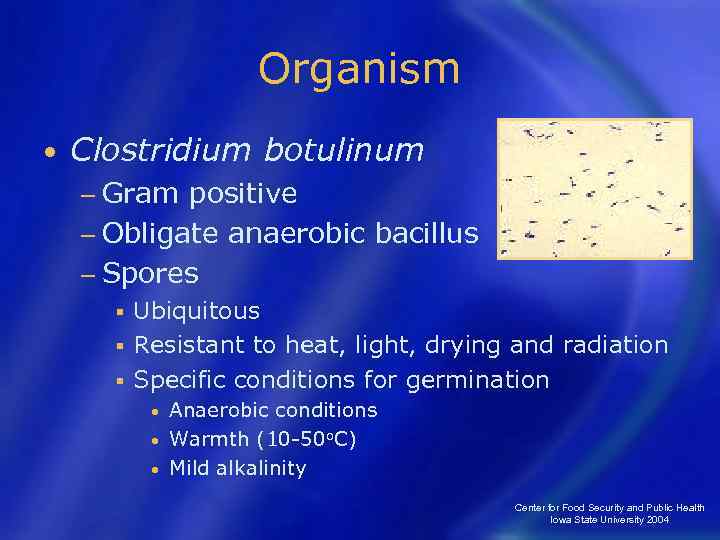 Organism • Clostridium botulinum − Gram positive − Obligate anaerobic bacillus − Spores Ubiquitous