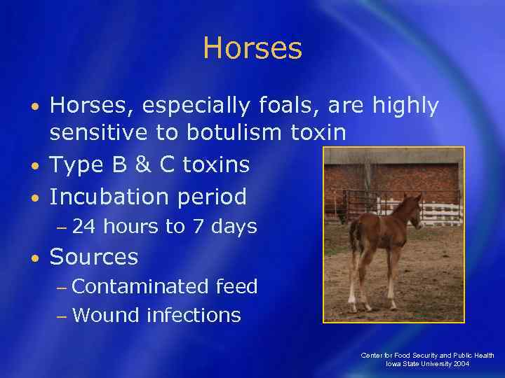 Horses, especially foals, are highly sensitive to botulism toxin • Type B & C