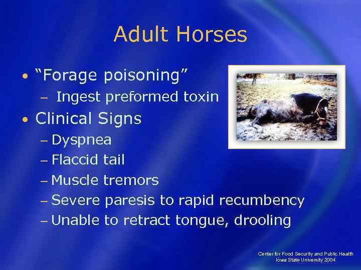 Adult Horses • “Forage poisoning” − • Ingest preformed toxin Clinical Signs − Dyspnea