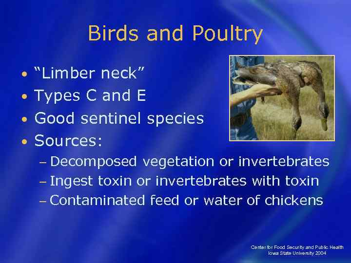 Birds and Poultry “Limber neck” • Types C and E • Good sentinel species