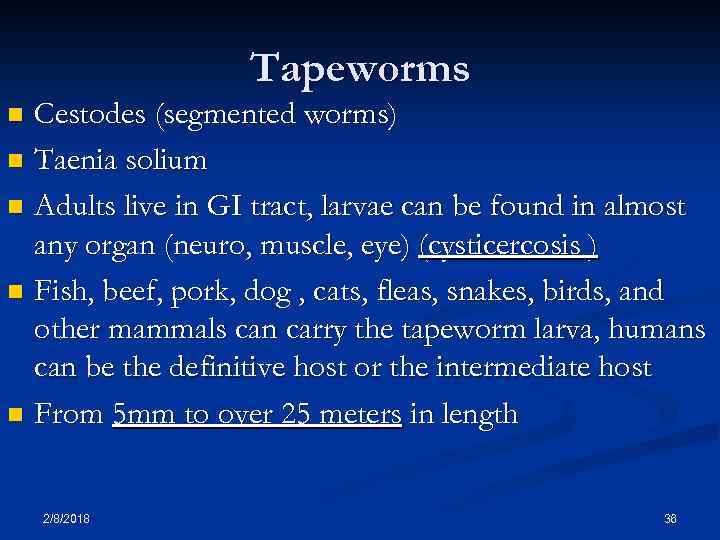 Tapeworms Cestodes (segmented worms) n Taenia solium n Adults live in GI tract, larvae