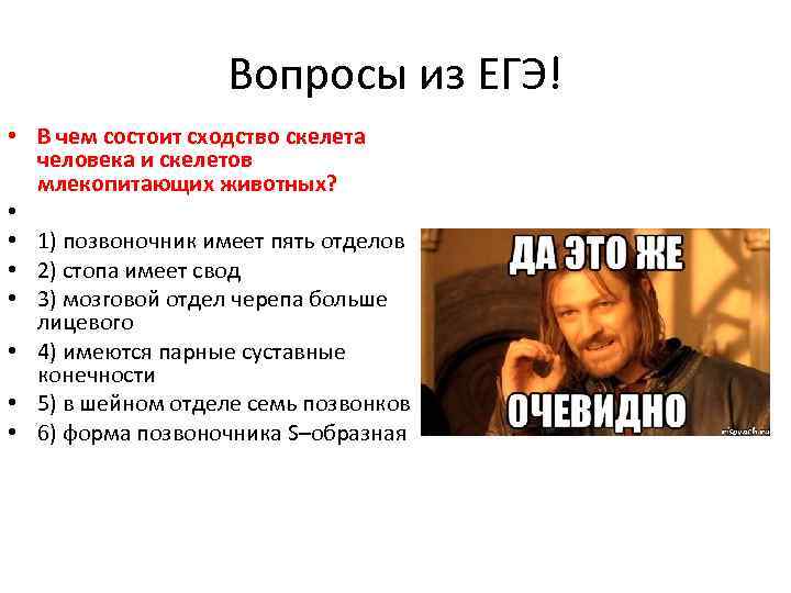 Вопросы из ЕГЭ! • В чем состоит сходство скелета человека и скелетов млекопитающих животных?