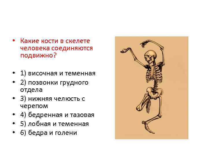  • Какие кости в скелете человека соединяются подвижно? • 1) височная и теменная