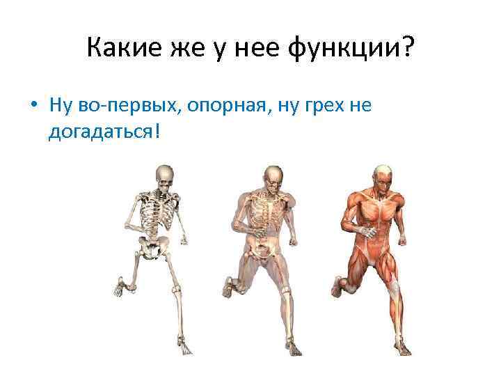 Какие же у нее функции? • Ну во-первых, опорная, ну грех не догадаться! 