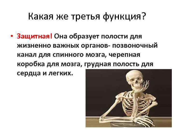 Какая же третья функция? • Защитная! Она образует полости для жизненно важных органов- позвоночный
